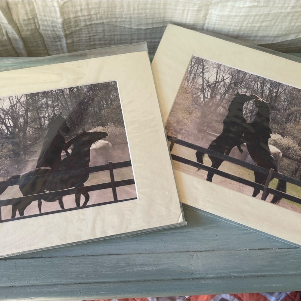 Horse photos 2 11x14